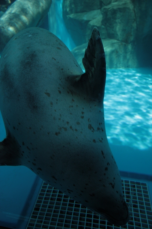 f:id:mifasorashido:20130517224145j:image f:id:mifasorashido:20130517224145j:image