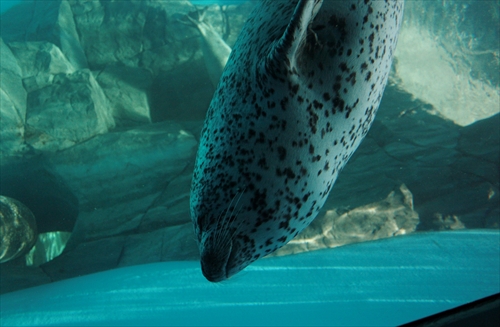 f:id:mifasorashido:20130517224147j:image f:id:mifasorashido:20130517224147j:image