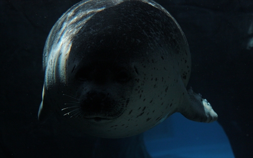 f:id:mifasorashido:20130517224155j:image f:id:mifasorashido:20130517224155j:image