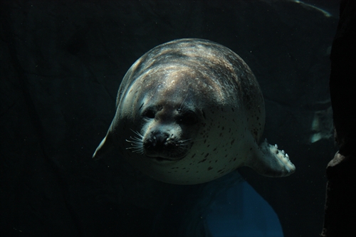 f:id:mifasorashido:20130517224158j:image f:id:mifasorashido:20130517224158j:image