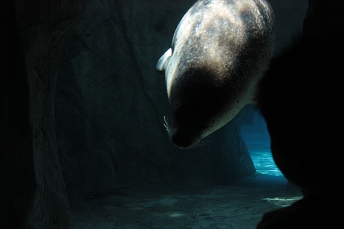 f:id:mifasorashido:20130517224200j:image f:id:mifasorashido:20130517224200j:image