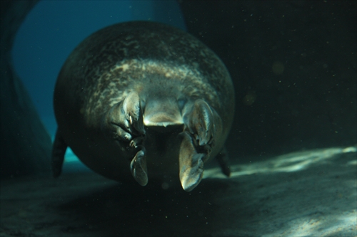 f:id:mifasorashido:20130517224204j:image f:id:mifasorashido:20130517224204j:image