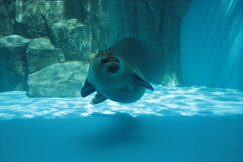 f:id:mifasorashido:20130517224220j:image f:id:mifasorashido:20130517224220j:image