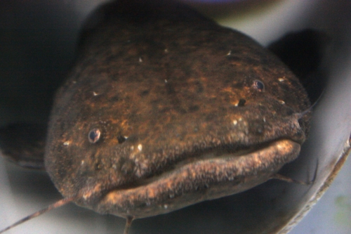 f:id:mifasorashido:20130731211849j:image f:id:mifasorashido:20130731211849j:image