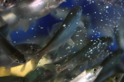 f:id:mifasorashido:20130731212110j:image f:id:mifasorashido:20130731212110j:image