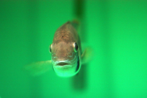 f:id:mifasorashido:20130731213439j:image f:id:mifasorashido:20130731213439j:image