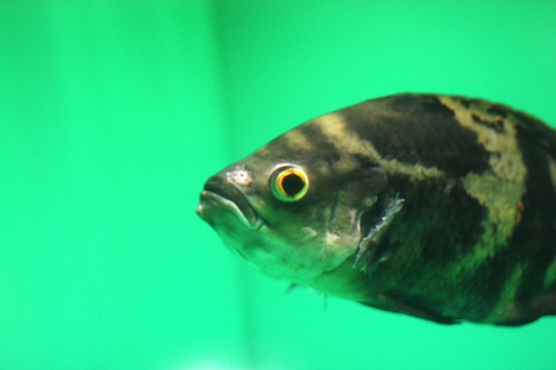 f:id:mifasorashido:20130731213802j:image f:id:mifasorashido:20130731213802j:image