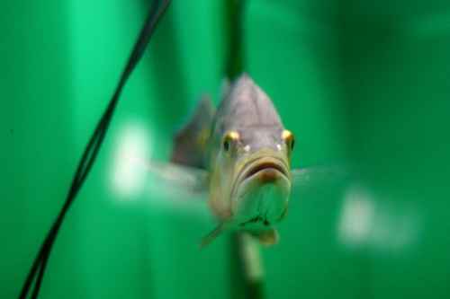 f:id:mifasorashido:20130731214141j:image f:id:mifasorashido:20130731214141j:image