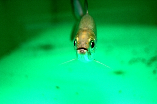 f:id:mifasorashido:20130731214202j:image f:id:mifasorashido:20130731214202j:image