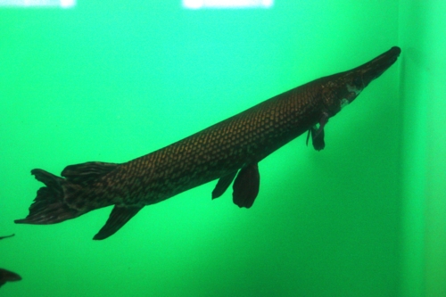 f:id:mifasorashido:20130731214450j:image f:id:mifasorashido:20130731214450j:image