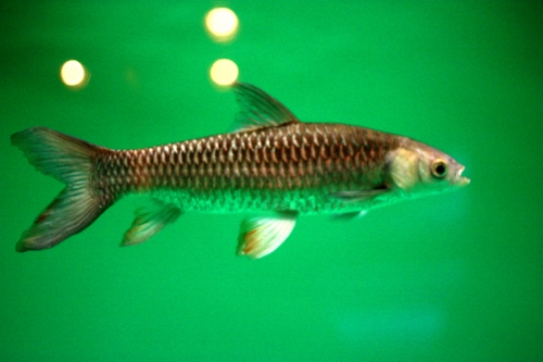 f:id:mifasorashido:20130731214553j:image f:id:mifasorashido:20130731214553j:image