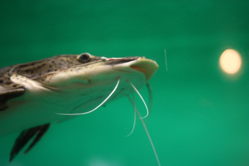 f:id:mifasorashido:20130731221155j:image f:id:mifasorashido:20130731221155j:image