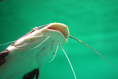 f:id:mifasorashido:20130731221213j:image f:id:mifasorashido:20130731221213j:image