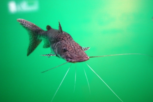 f:id:mifasorashido:20130731221249j:image f:id:mifasorashido:20130731221249j:image