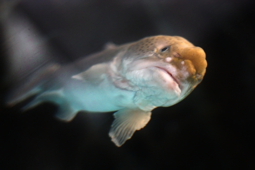 f:id:mifasorashido:20130731222001j:image f:id:mifasorashido:20130731222001j:image