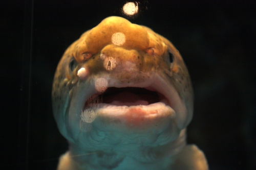 f:id:mifasorashido:20130731222107j:image f:id:mifasorashido:20130731222107j:image