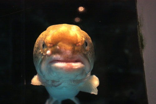 f:id:mifasorashido:20130731222130j:image f:id:mifasorashido:20130731222130j:image