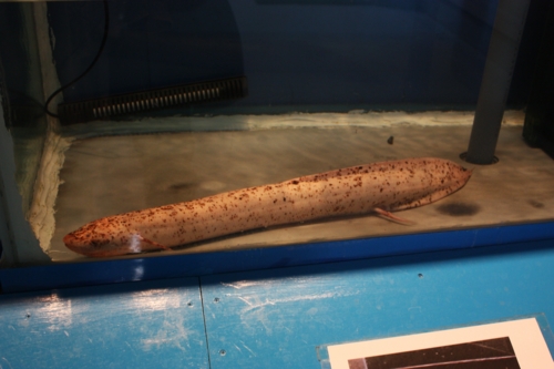 f:id:mifasorashido:20130801084842j:image f:id:mifasorashido:20130801084842j:image