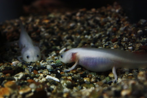 f:id:mifasorashido:20130801084857j:image f:id:mifasorashido:20130801084857j:image