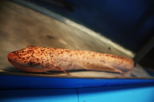 f:id:mifasorashido:20130801085142j:image f:id:mifasorashido:20130801085142j:image