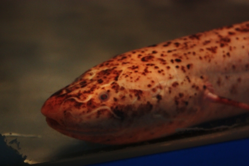 f:id:mifasorashido:20130801085157j:image f:id:mifasorashido:20130801085157j:image