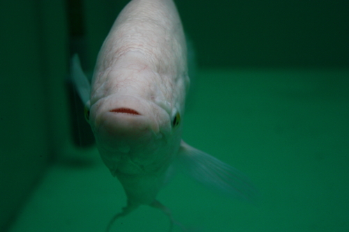 f:id:mifasorashido:20130801085718j:image f:id:mifasorashido:20130801085718j:image