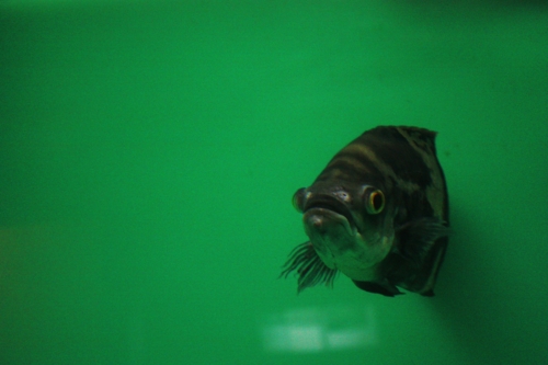 f:id:mifasorashido:20130801085736j:image f:id:mifasorashido:20130801085736j:image