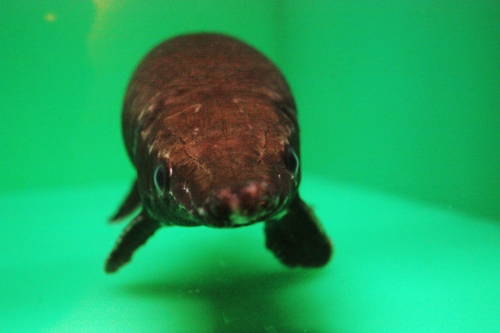 f:id:mifasorashido:20130801090440j:image f:id:mifasorashido:20130801090440j:image