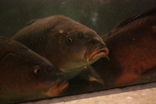 f:id:mifasorashido:20130801090737j:image f:id:mifasorashido:20130801090737j:image