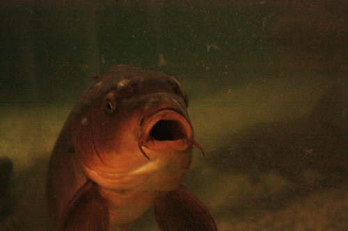 f:id:mifasorashido:20130801090954j:image f:id:mifasorashido:20130801090954j:image