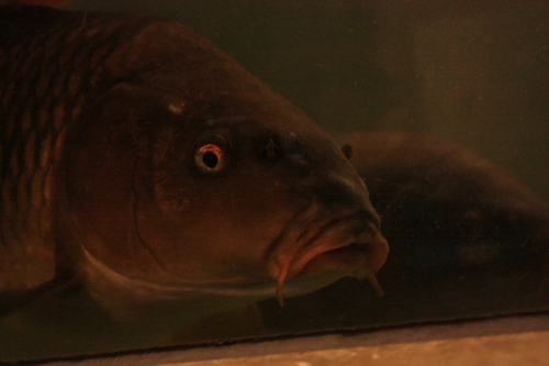 f:id:mifasorashido:20130801091113j:image f:id:mifasorashido:20130801091113j:image