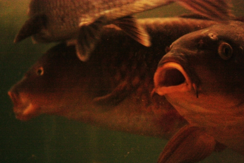 f:id:mifasorashido:20130801091129j:image f:id:mifasorashido:20130801091129j:image