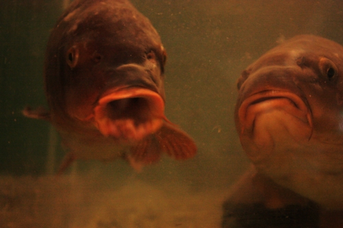 f:id:mifasorashido:20130801091422j:image f:id:mifasorashido:20130801091422j:image