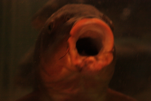 f:id:mifasorashido:20130801091438j:image f:id:mifasorashido:20130801091438j:image