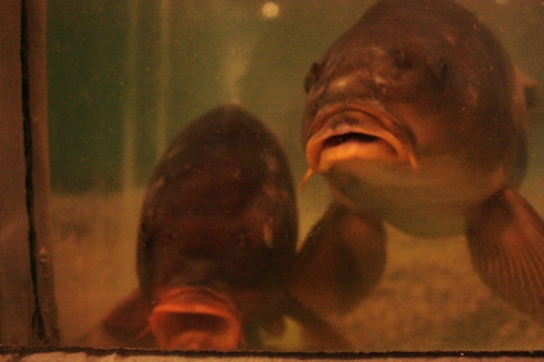 f:id:mifasorashido:20130801091632j:image f:id:mifasorashido:20130801091632j:image