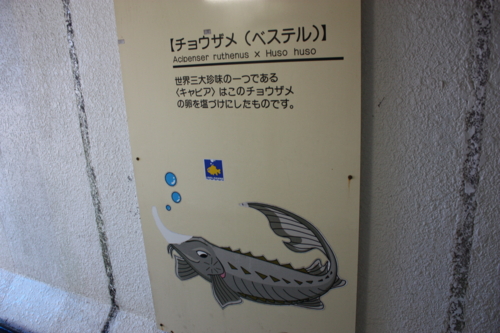 f:id:mifasorashido:20130801092012j:image f:id:mifasorashido:20130801092012j:image