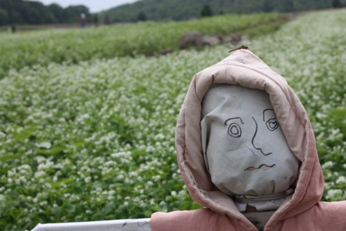 f:id:mifasorashido:20130801103433j:image