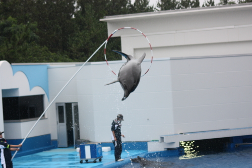 f:id:mifasorashido:20130801103759j:image