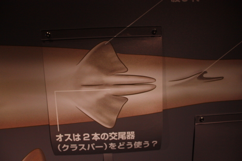 f:id:mifasorashido:20130801103908j:image
