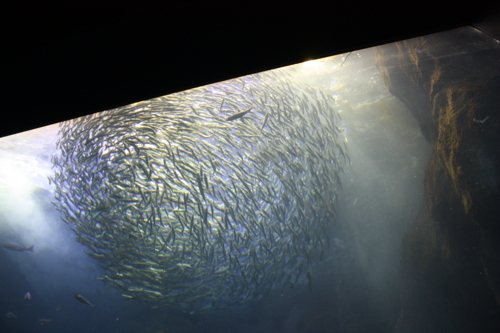 f:id:mifasorashido:20130801103923j:image