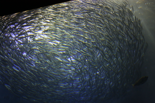 f:id:mifasorashido:20130801103924j:image