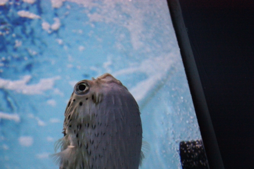 f:id:mifasorashido:20130801104002j:image