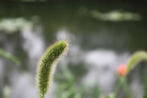 f:id:mifasorashido:20130801104119j:image