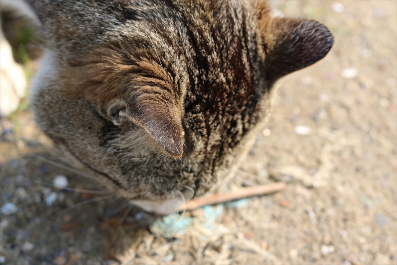 f:id:mifasorashido:20140401091226j:image