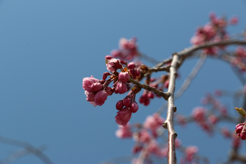 f:id:mifasorashido:20140420203909j:image