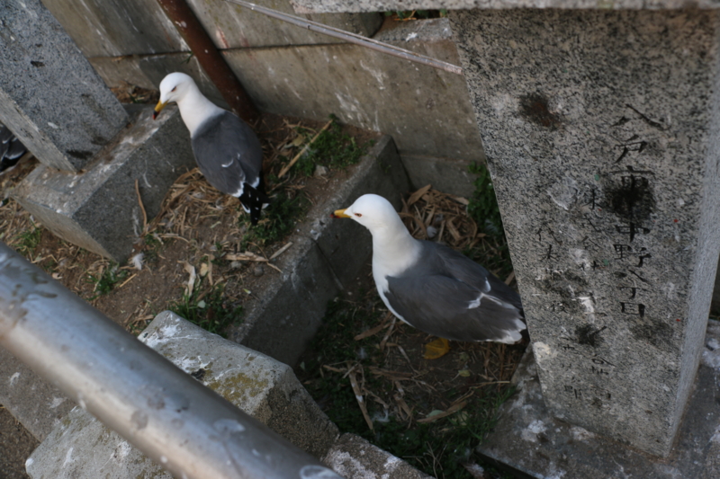 f:id:mifasorashido:20140430223643j:image