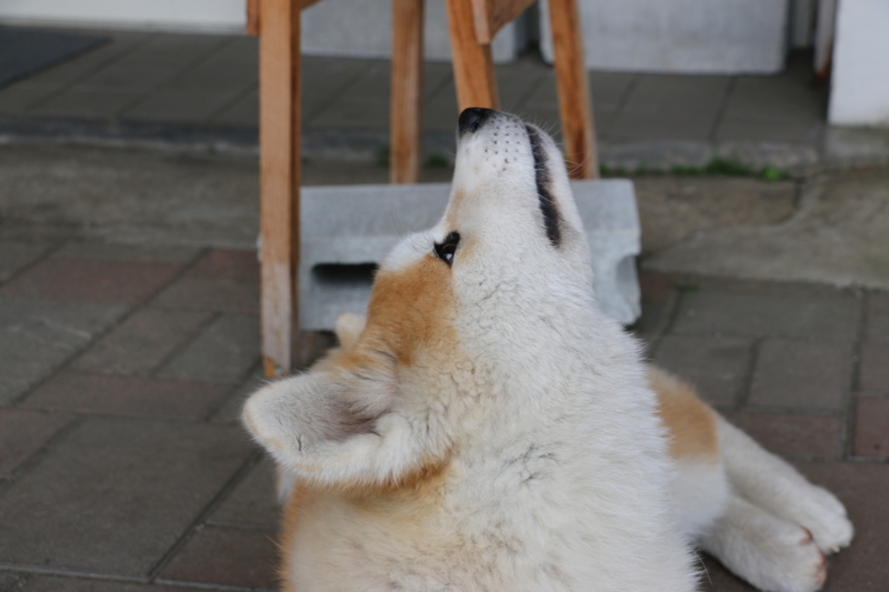 f:id:mifasorashido:20140608230538j:image f:id:mifasorashido:20140608230538j:image