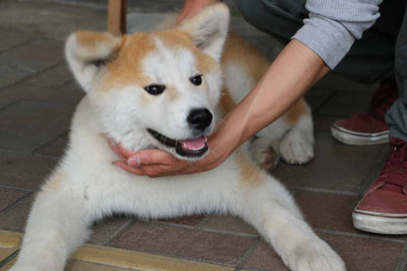 f:id:mifasorashido:20140608230545j:image f:id:mifasorashido:20140608230545j:image