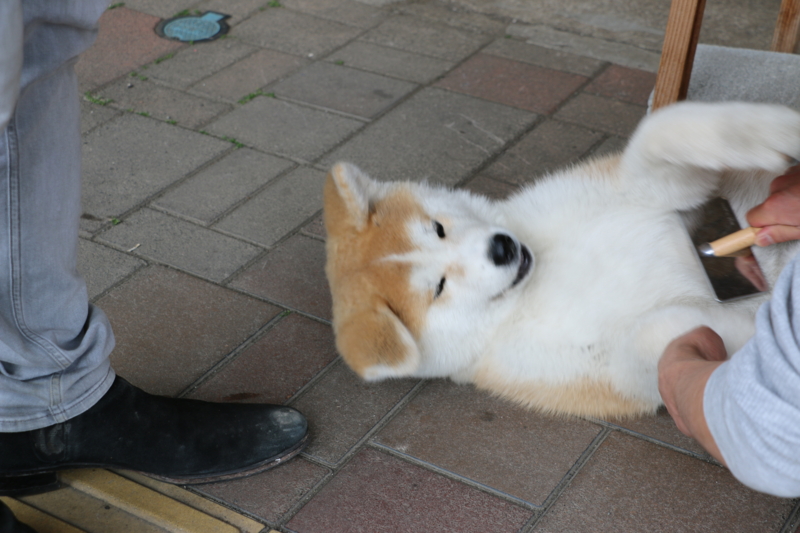 f:id:mifasorashido:20140608230550j:image f:id:mifasorashido:20140608230550j:image