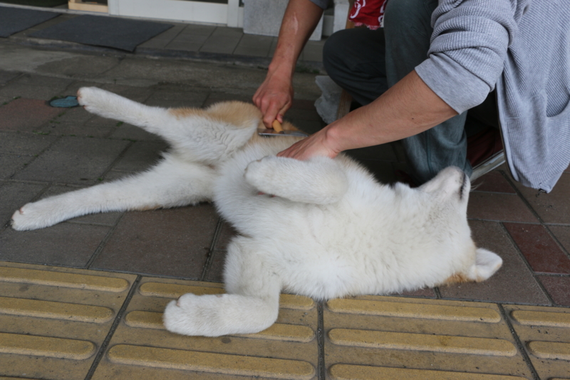 f:id:mifasorashido:20140608230558j:image f:id:mifasorashido:20140608230558j:image